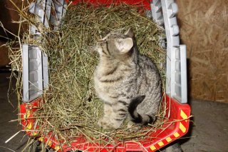 sattlerhof_katzen3.jpg