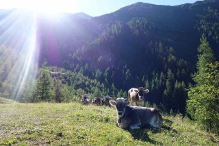 sattlerhof_kuehe3.jpg