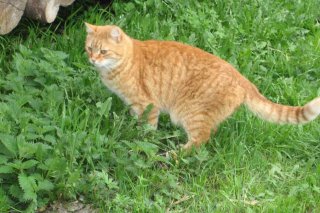 sattlerhof_katzen5.jpg