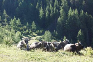 sattlerhof_kuehe6.jpg