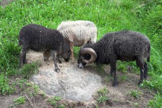 sattlerhof_kreith_tiere_widder.jpg