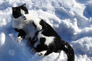 sattlerhof_katzen4.jpg