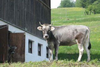 sattlerhof_kuehe1.jpg